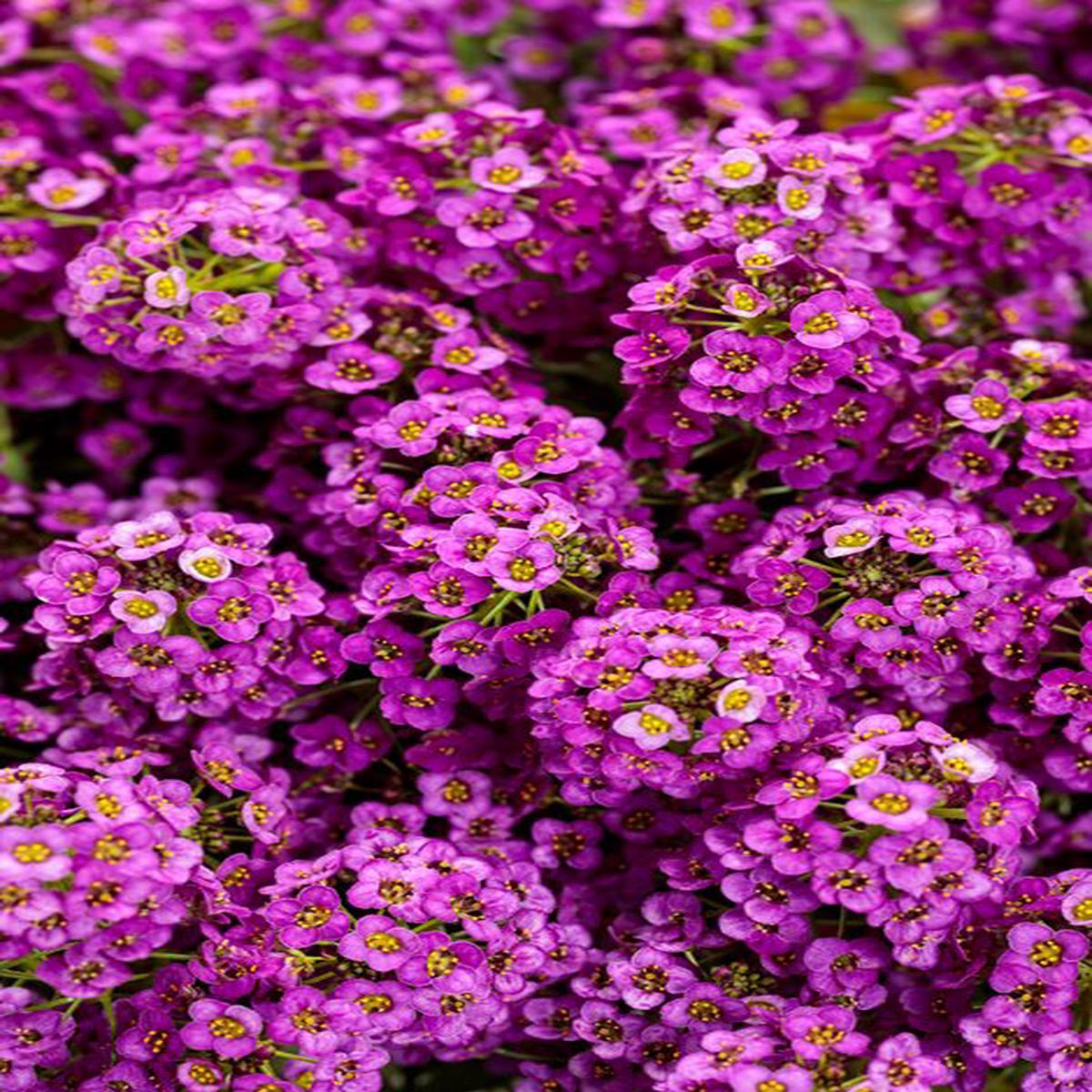 Heirloom Alyssum Ground Cover Flower Seeds for Planting, Non-GMO