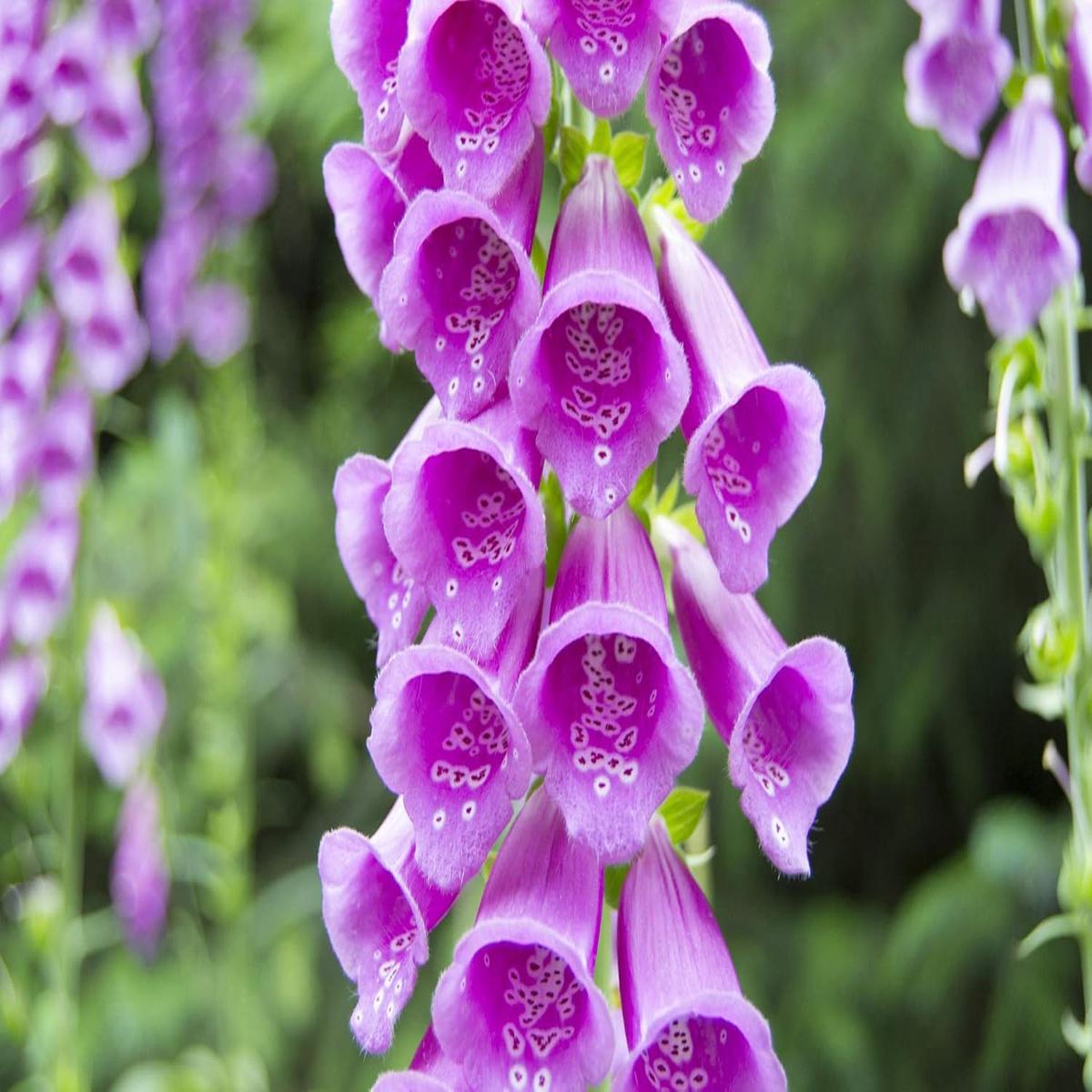 Organic Digitalis Flower Seeds for Planting ?? Heirloom, Non-GMO