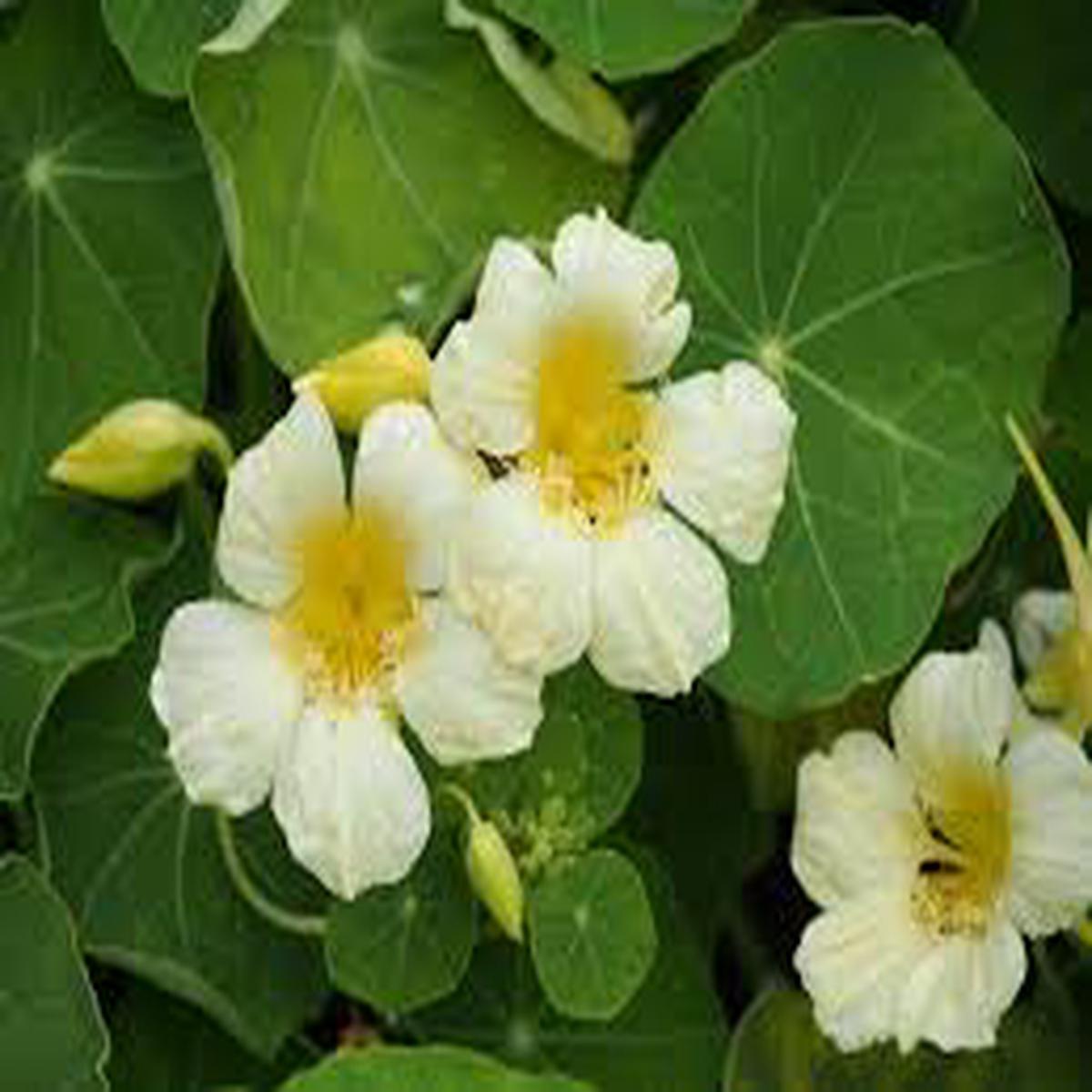 Yellow White Milkmaid Flower Seeds for Planting Fragrant Blossoms, Heirloom, Non-GMO, High Germination, 100pcs