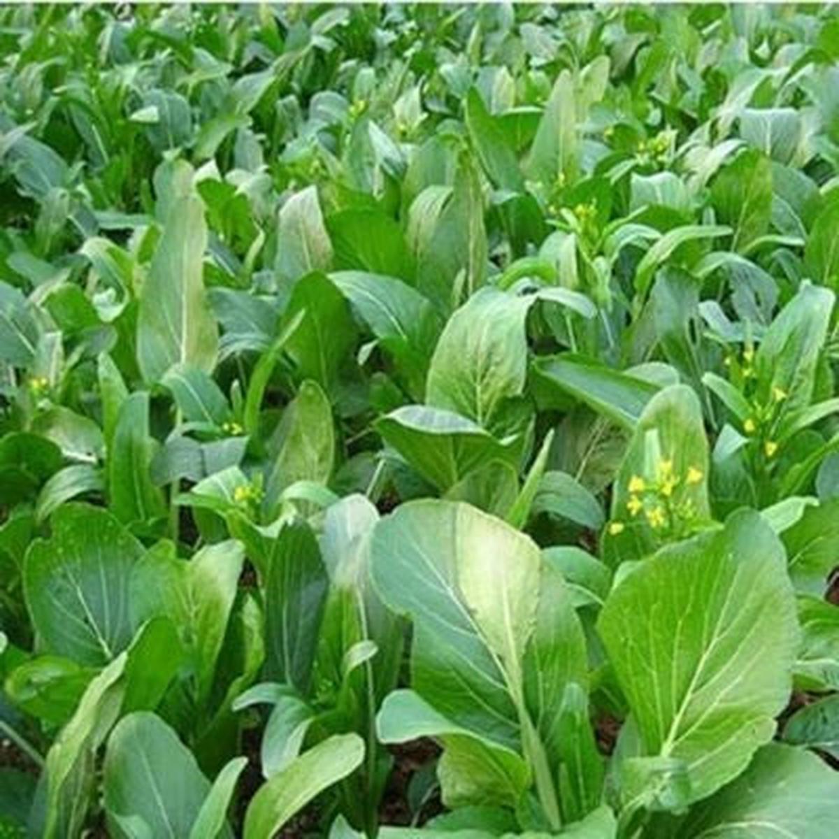 Yu Choy Sum Planting Early Flowering Brassica Greens Heirloom Non Gmo Flower Seeds Home