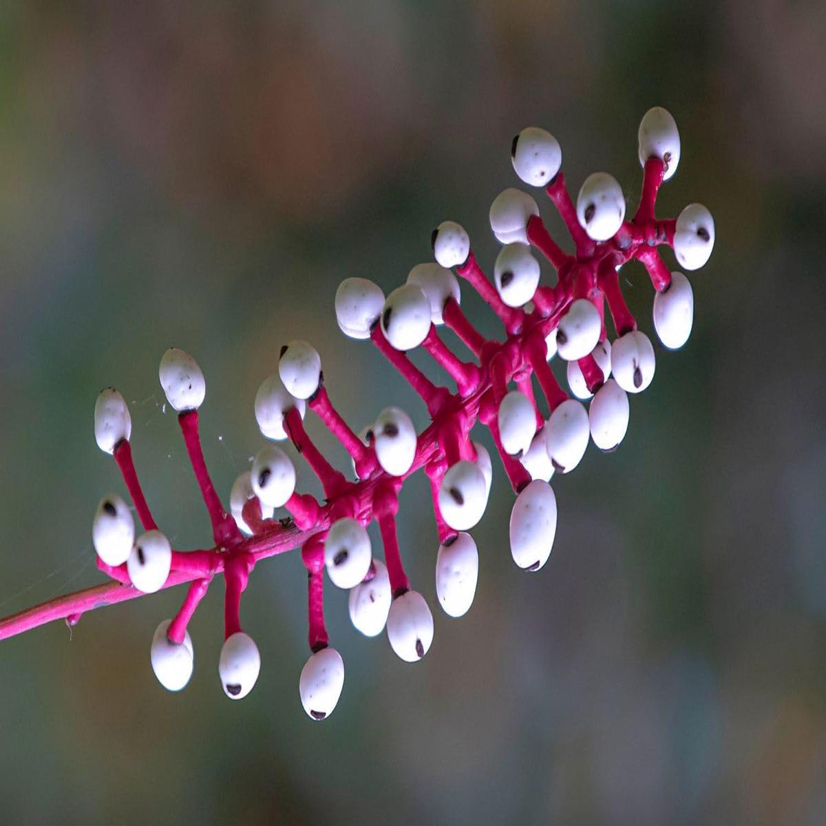Actaea Pachypoda Flower Seeds for Planting - Low Maintenance, Heirloom, Non-GMO, High Germination Organic Garden Seeds