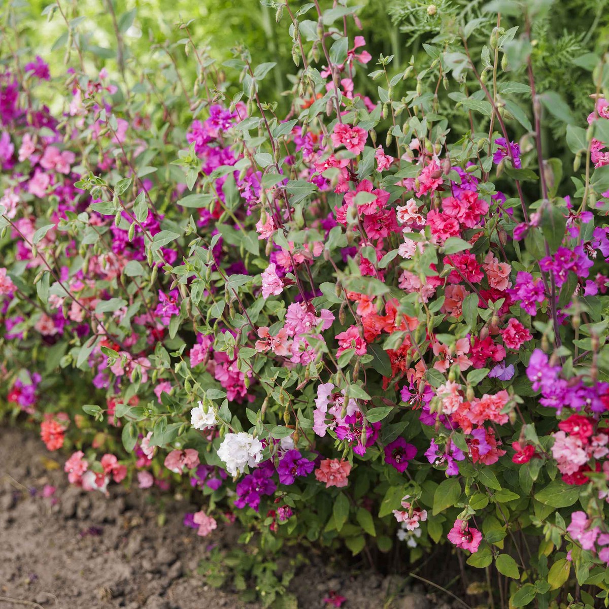 Clarkia Seeds - Mixed