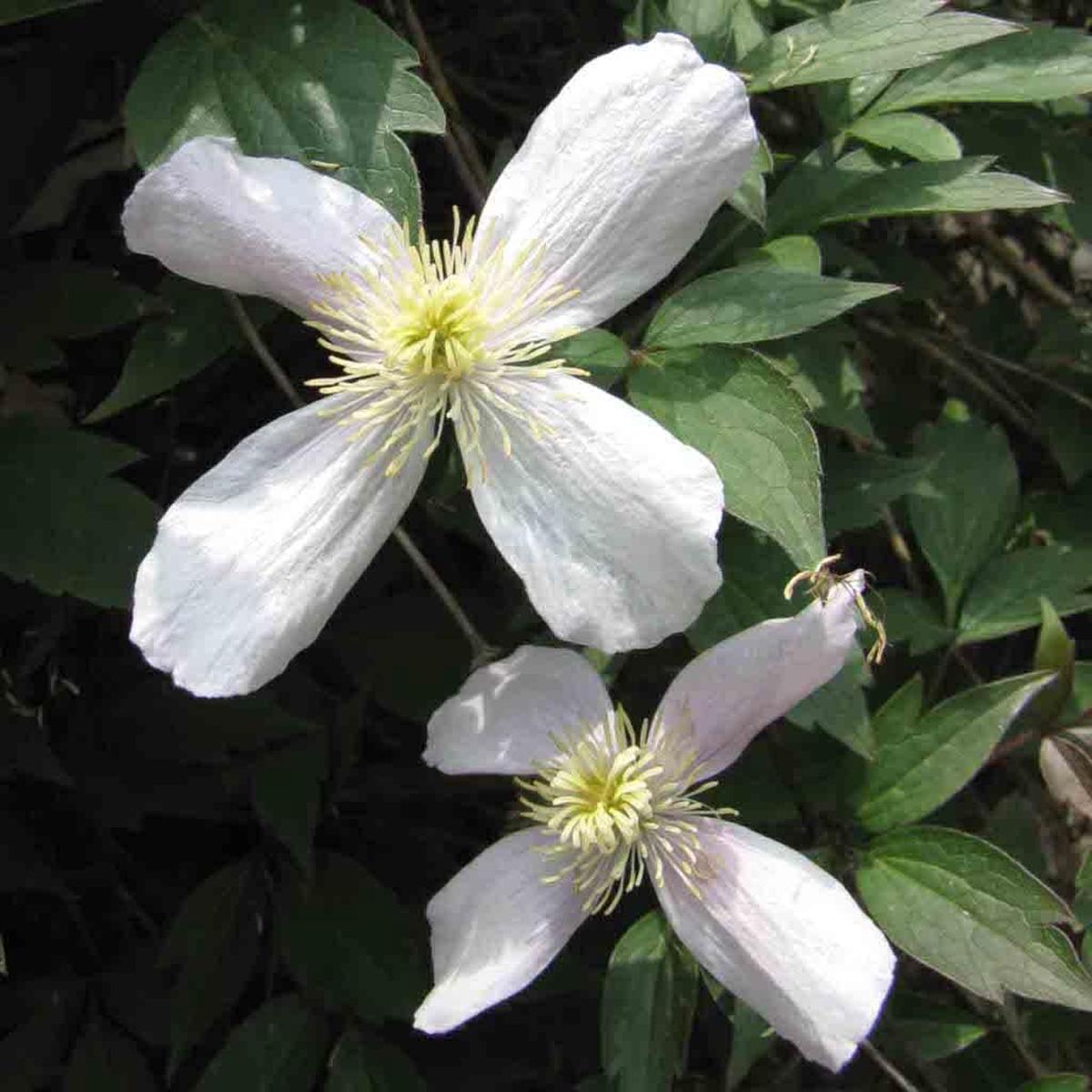 Clematis Flower Seeds White for Planting - NON GMO Seeds