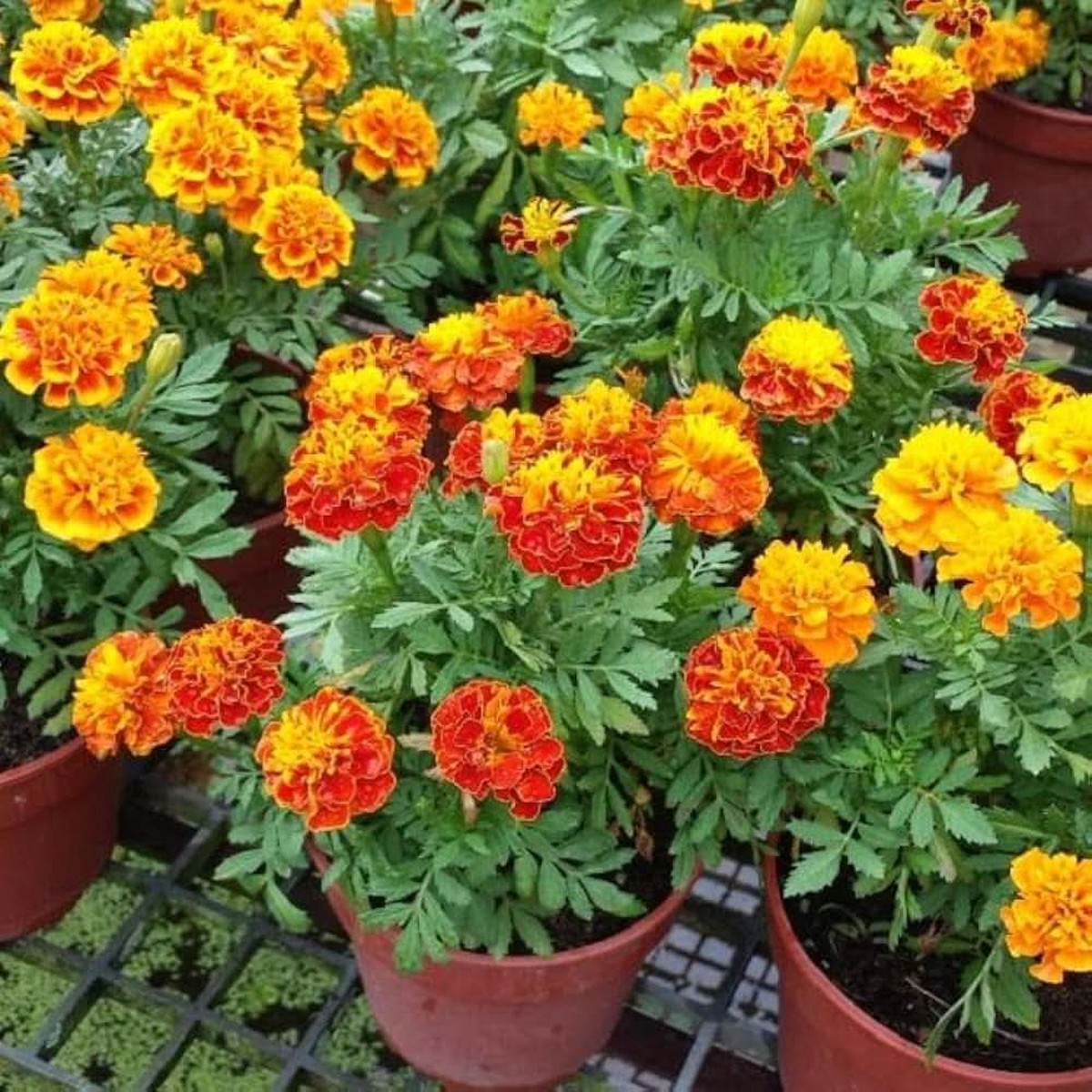 French Marigold Orange Perennial Flower Seeds