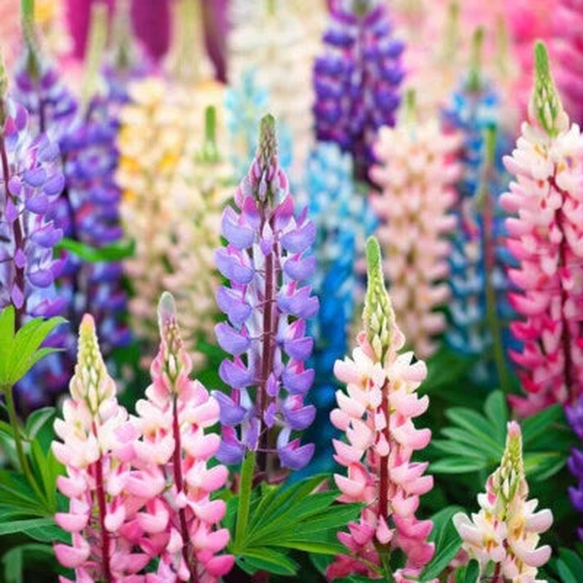 Pixie Delight Lupine Seeds for Planting Non-GMO Seed Store Heirloom