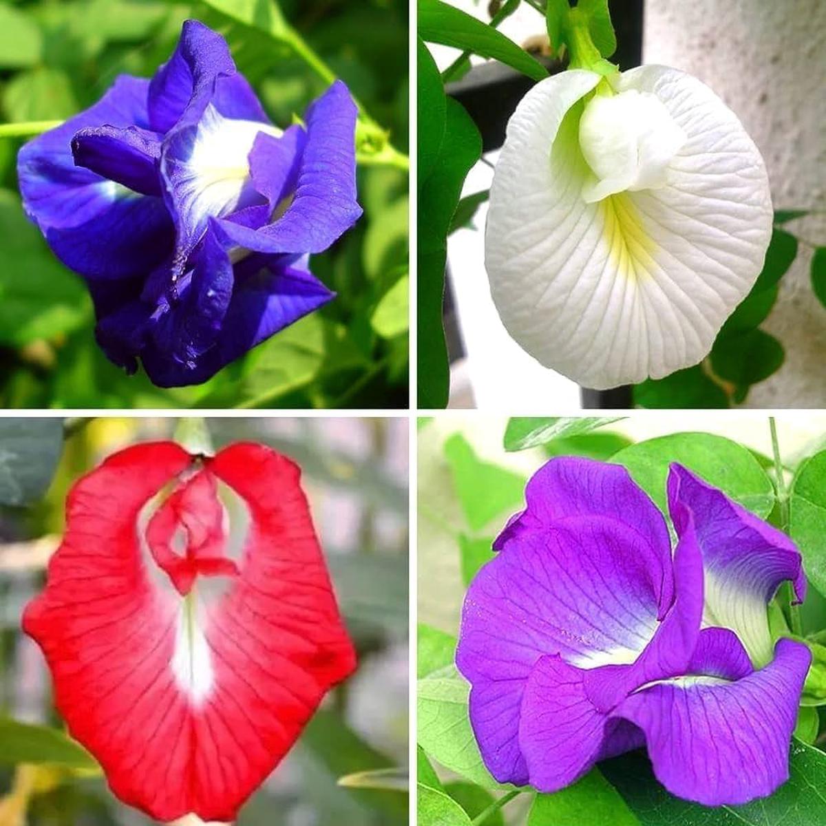 Vibrant Turquoise Flower Seeds for Colorful Planting