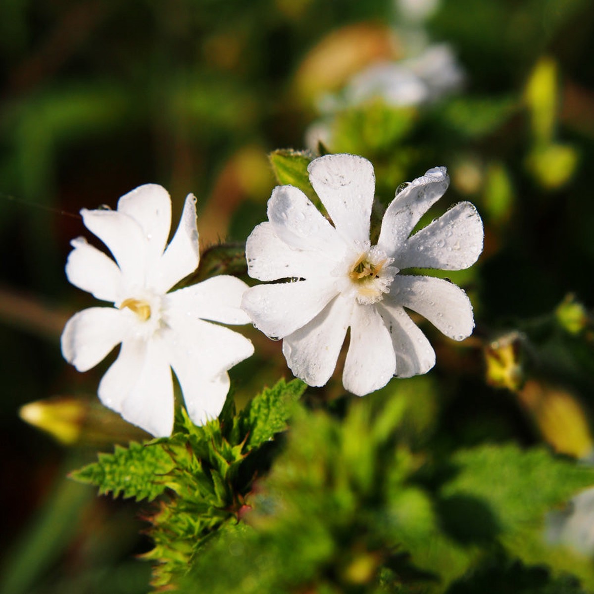 White Campion Silene latifolia flower seeds for planting in backyard gardening beds