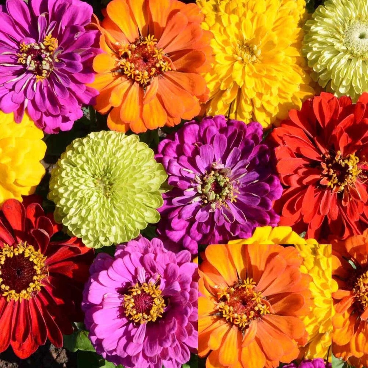 Zinnia Seeds TALL MIX LANDSCAPER S Pack Bulk elegans Seeds Heirloom, Non-GMO, High Germination Organic Garden Seeds