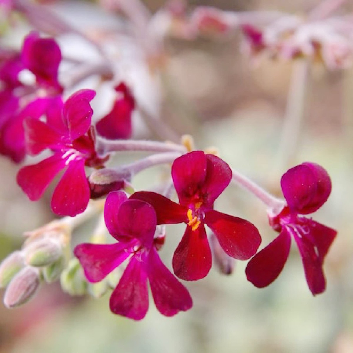 African Geranium Flower Seeds for Planting Heirloom, Non-GMO, Pollinator-Friendly, Annual