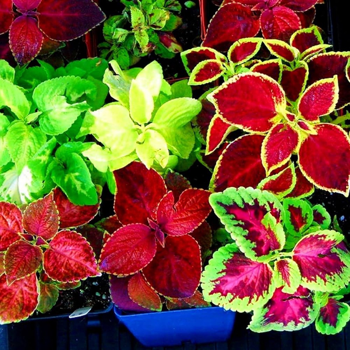Coleus Rainbow Mixed Flower Seeds Packets of - Seeds for Growing Colorful Coleus Flowers