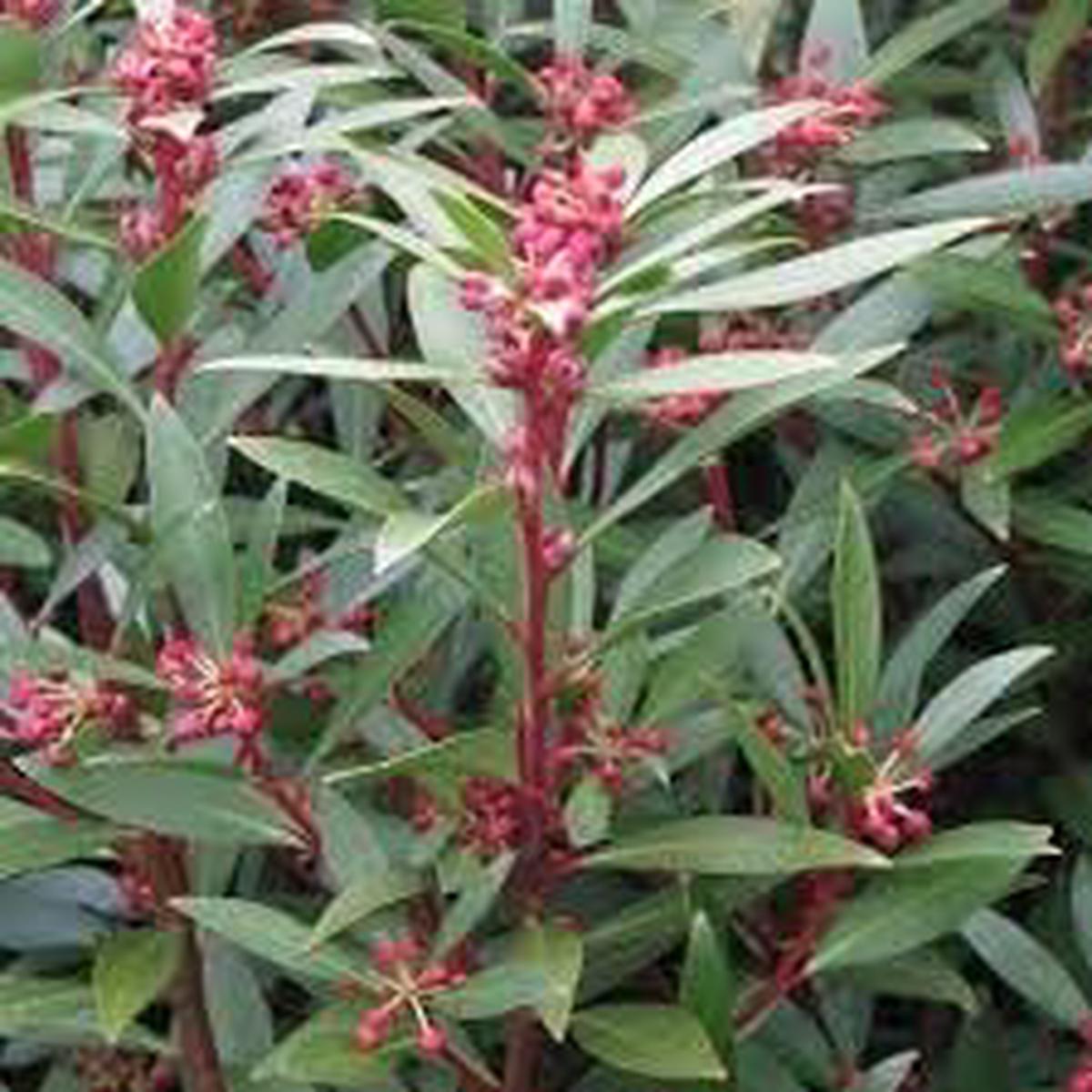 Drimy's Lanceolata Flower Seeds for Planting - 100 pcs