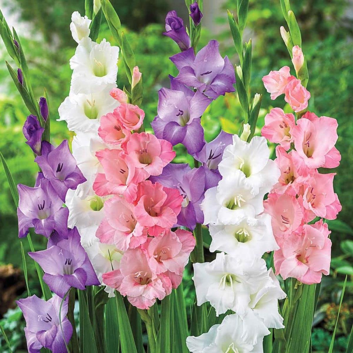 Gladiolus Flower Seeds (Mixed) Fresh Seeds for Growing Beautiful Gladiolus Flowers