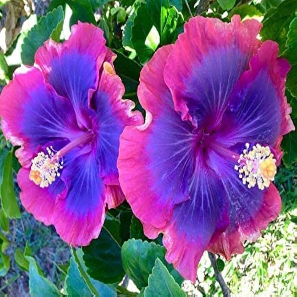 Hydrangea Hydrangea Macrophylla Flower For Planting Suitable For Geranium Pots Decorative