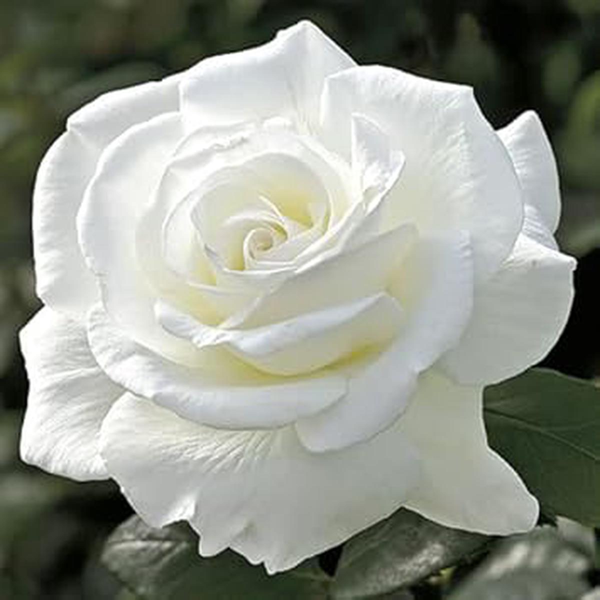 Rose Flower White - Heirloom, Non - Gmo Seeds