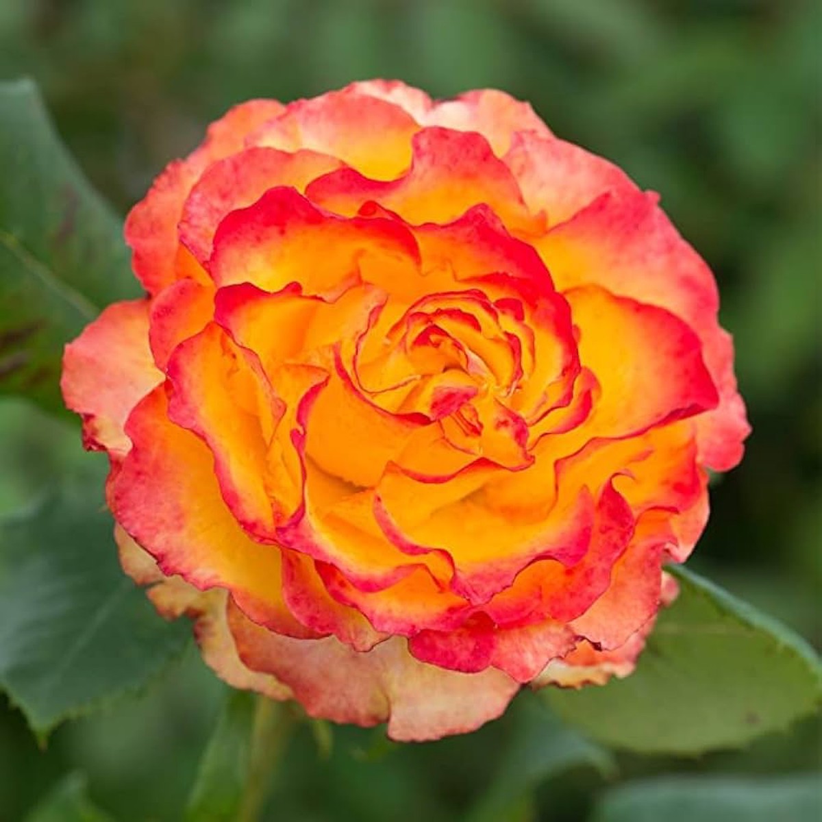 Yellow Red Rose Rosa Hybrida Rare Hybrid Tea Flower For Planting Ideal For Home Garden