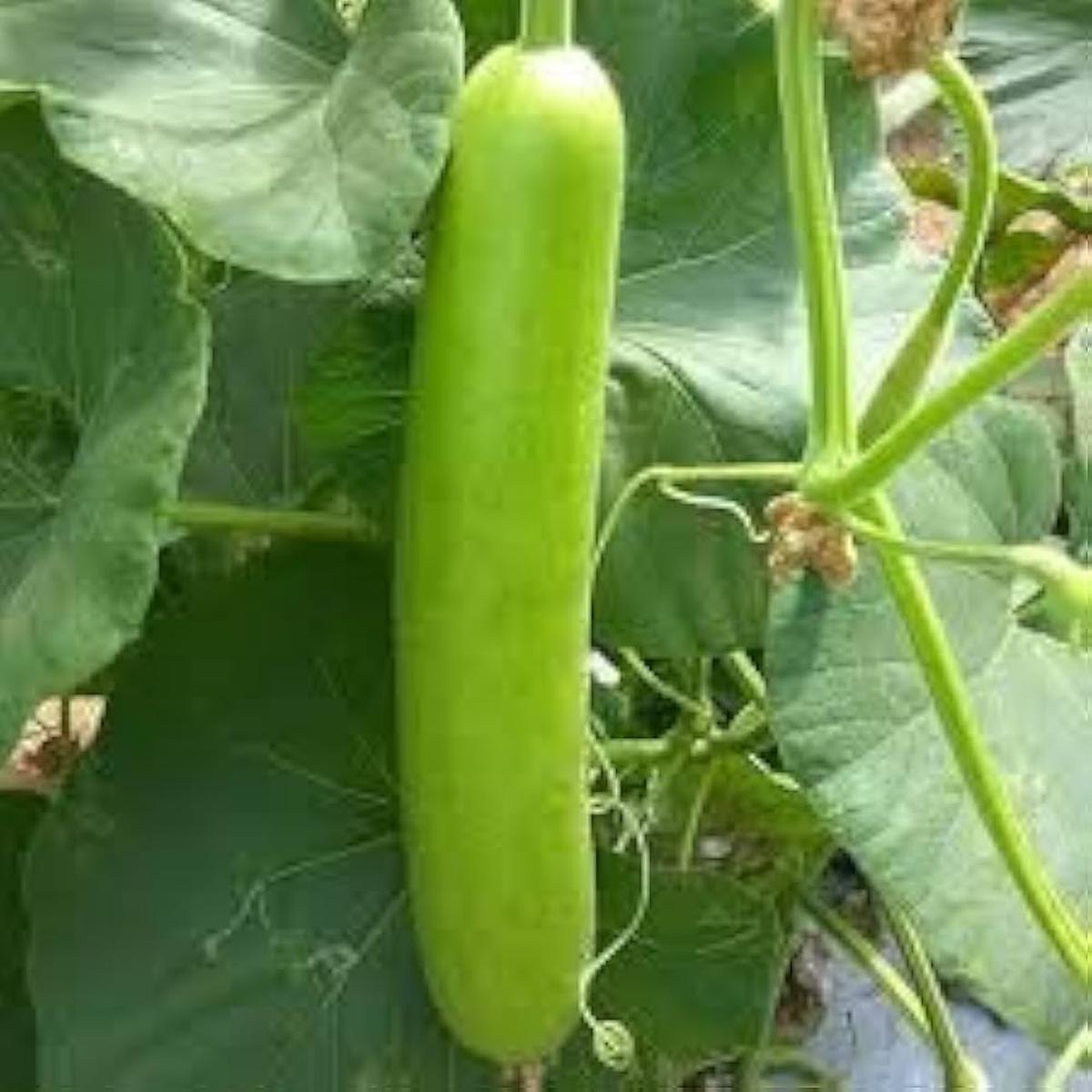 20x Giant Gourd Seed Home Grown - HT BU LN  Heirloom, Non-GMO