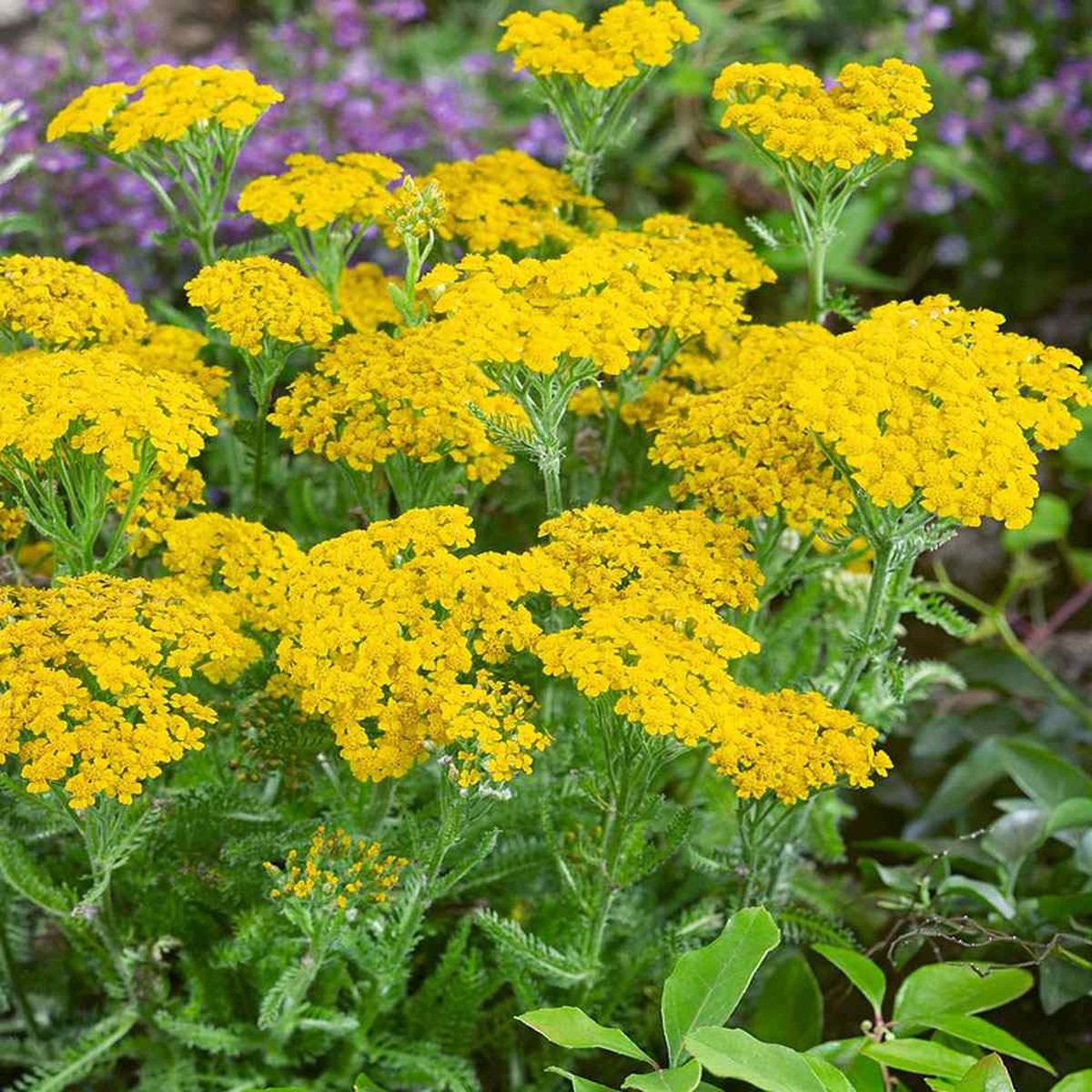 50 Dwarf Wooly Yarrow Flower Seeds