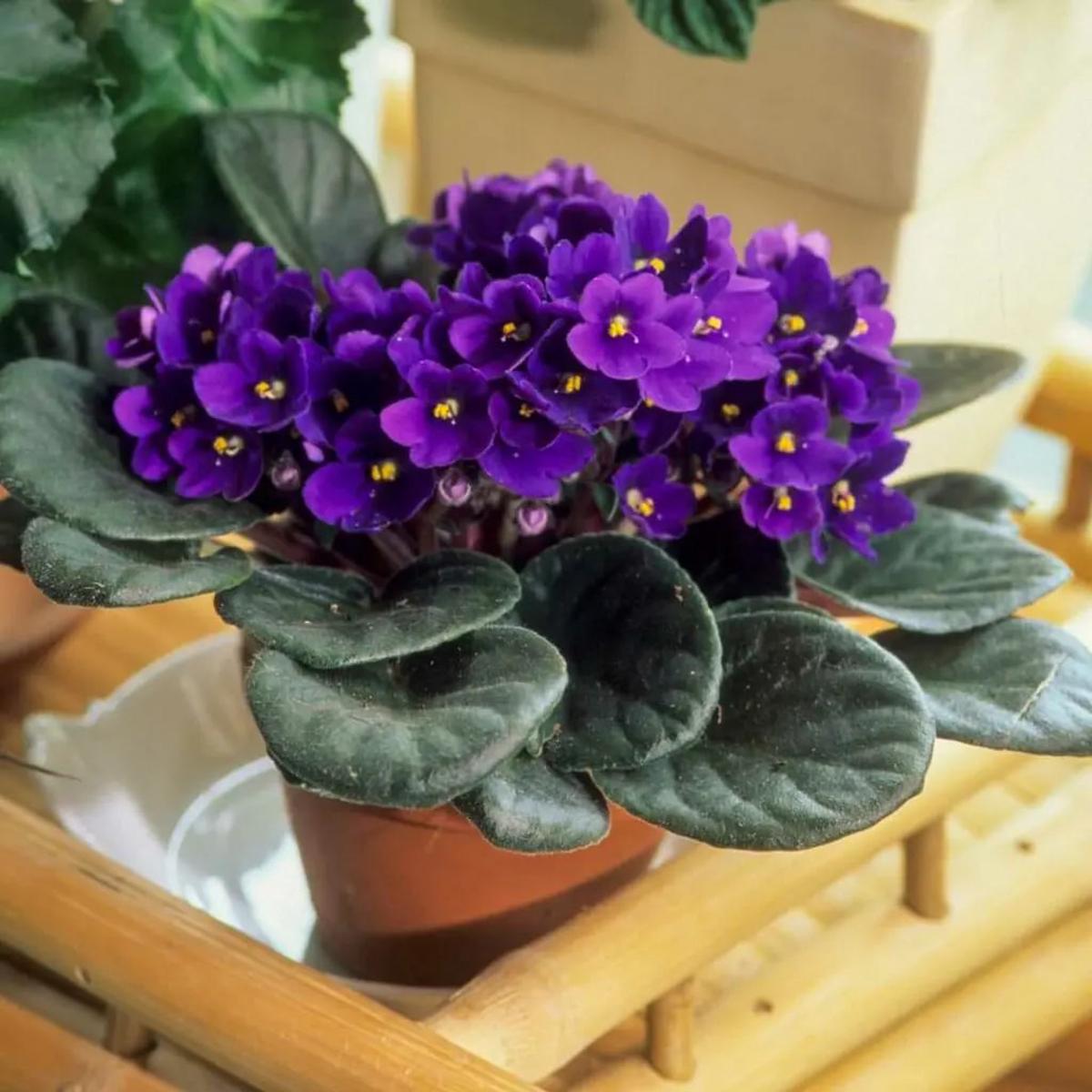 African Violet Flower Seeds for Planting  Heirloom, Non-GMO, Low Maintenance, High Germination Garden Seeds