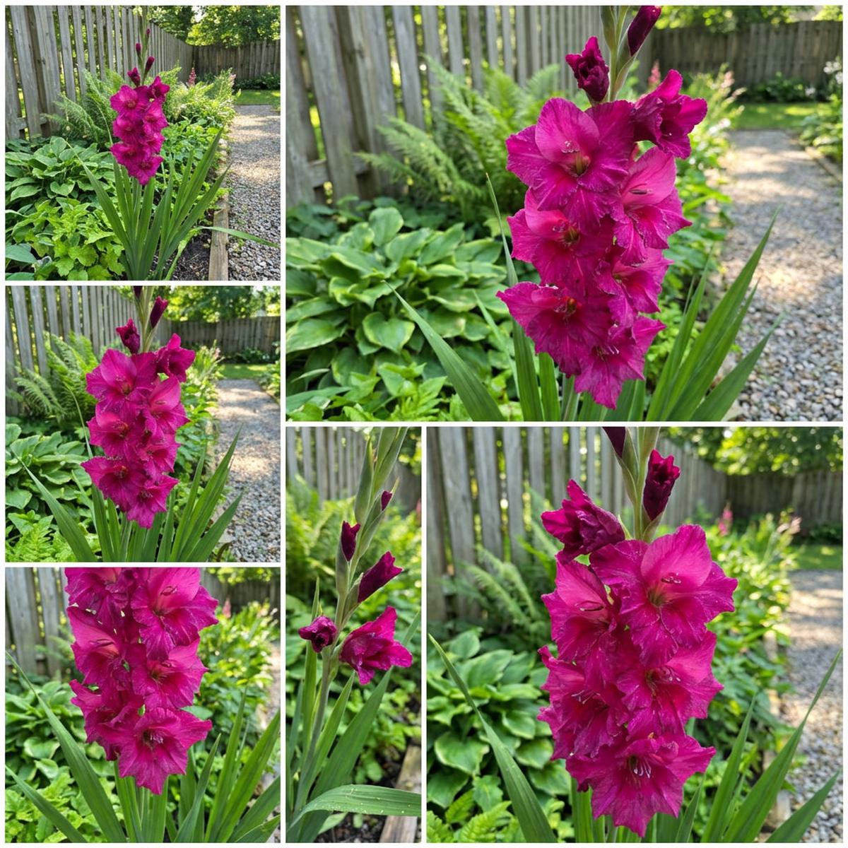 Dark Pink Gladiolus Flower Seeds Perfect for Summer Planting