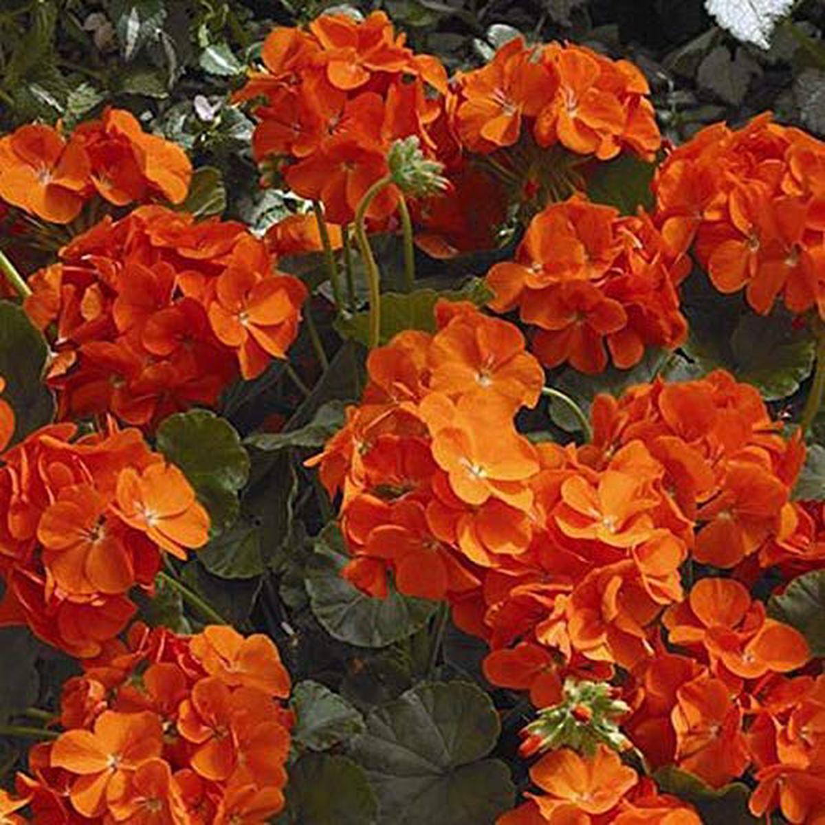 Orange Pelargonium Peltatum Flower Seeds for Planting Heirloom, Non-GMO, Drought Tolerant, High Germination
