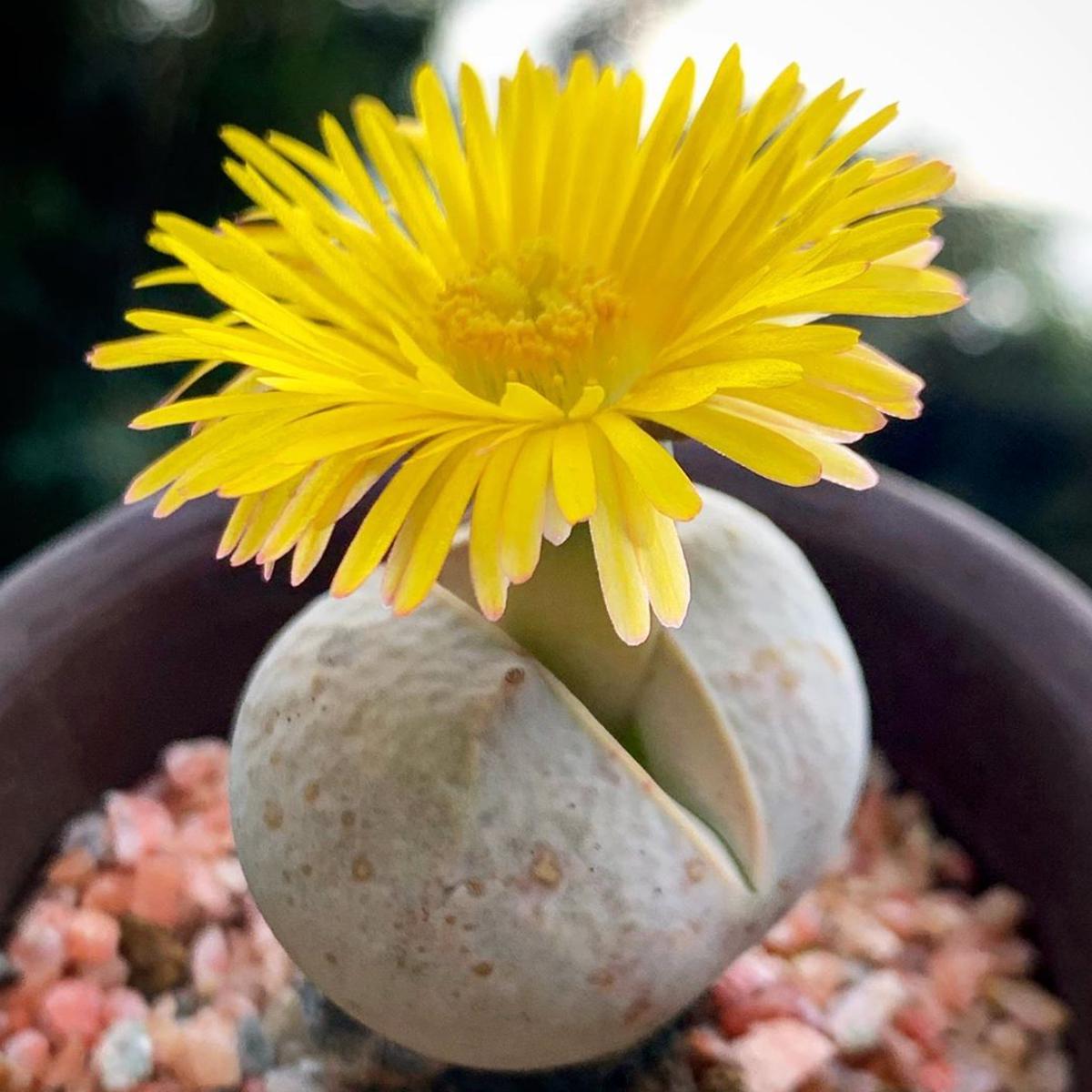 Yellow & White Dinteranthus Seeds for Planting