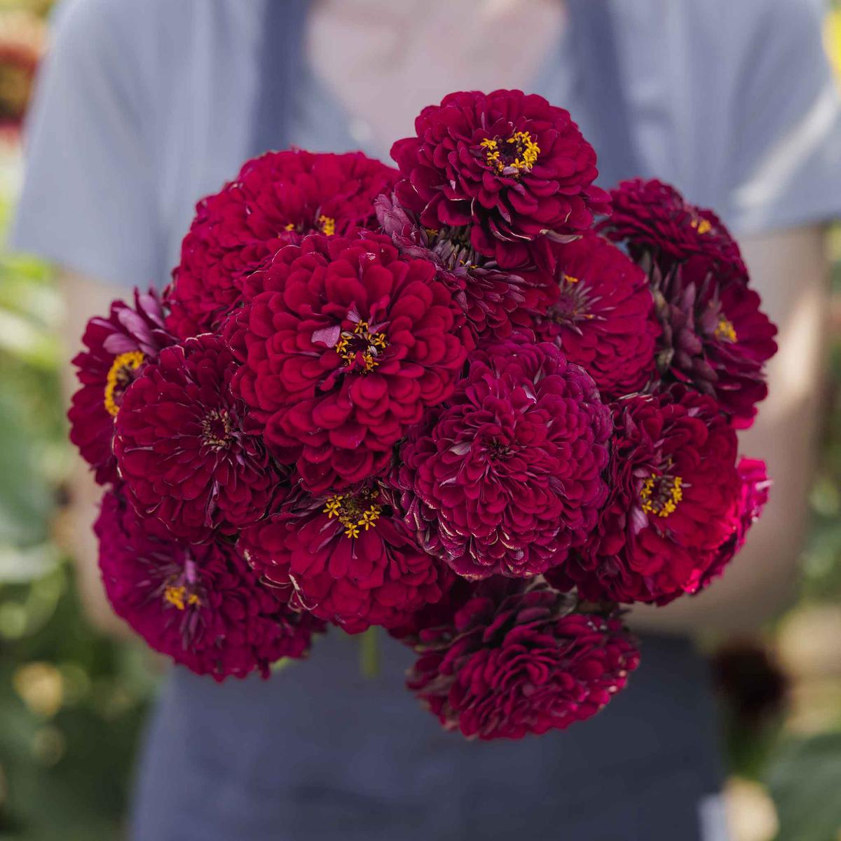 Zinnia Seeds - Benary's Giant Wine