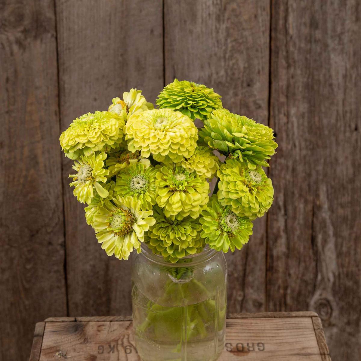 Zinnia Seeds (Organic) - Queeny Lime