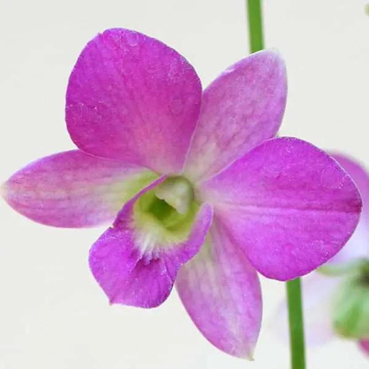 Dendrobium Flower Seeds Lavender for Planting, NON GMO Seeds