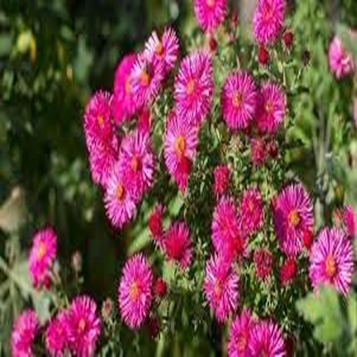Heirloom Aster Flower Seeds for Planting Wildflower Mix, Non-GMO, High Germination Garden Seeds