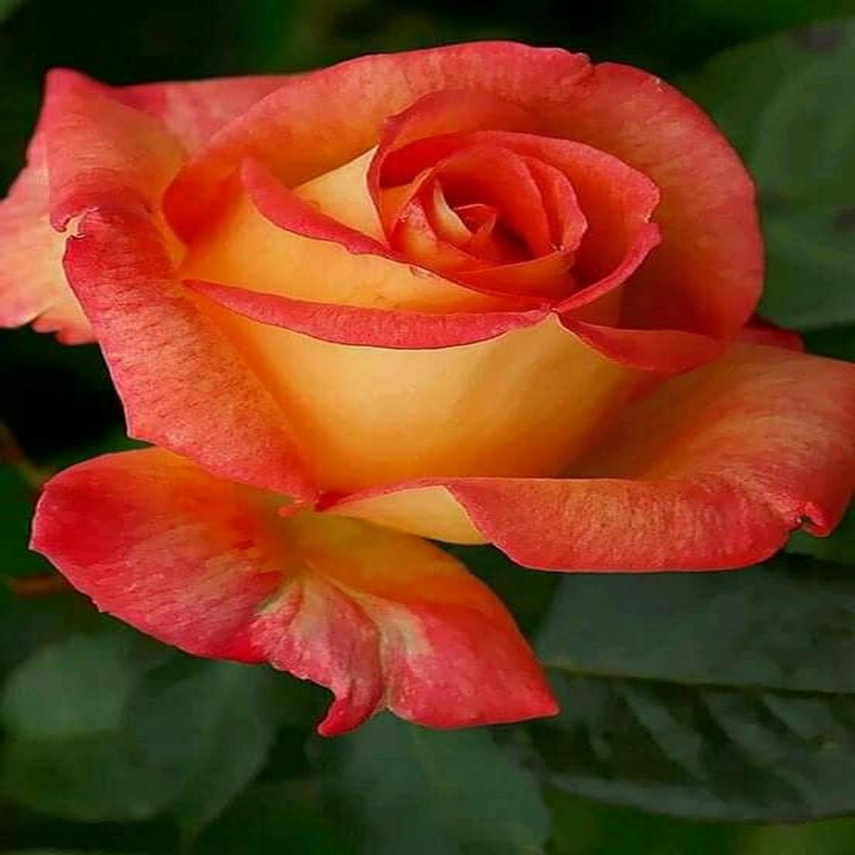 Light Orange Rose Flower Seeds for Easy Planting