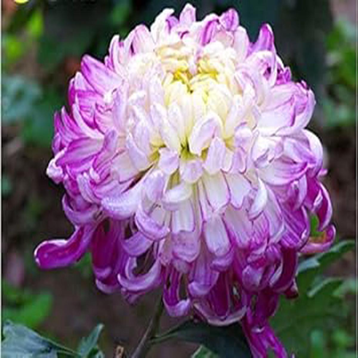 Organic Heirloom Non-GMO Chrysanthemum Seeds for Planting White & Violet Mix Blooms