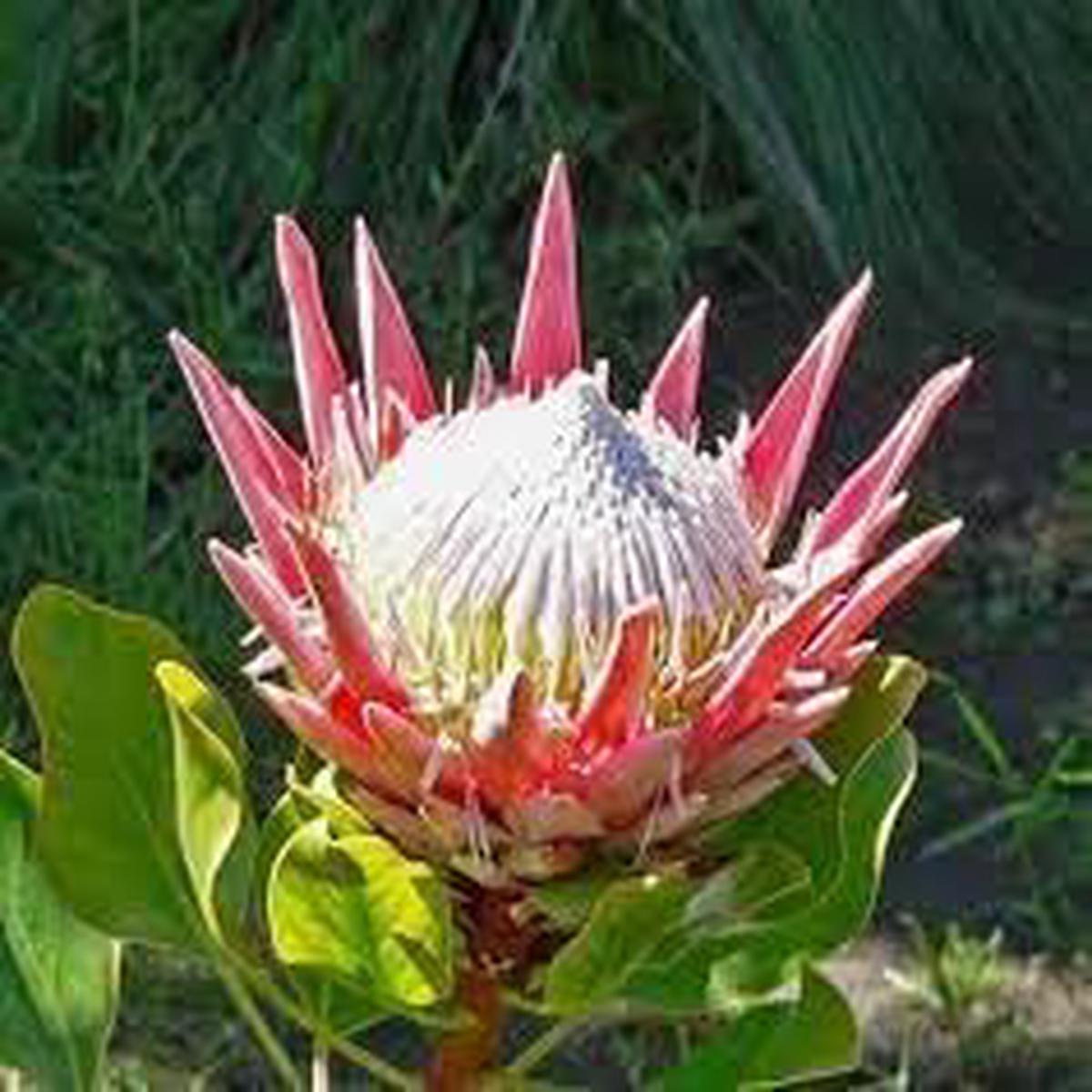 Organic Protea Flower Seeds for Planting Heirloom, Non-GMO