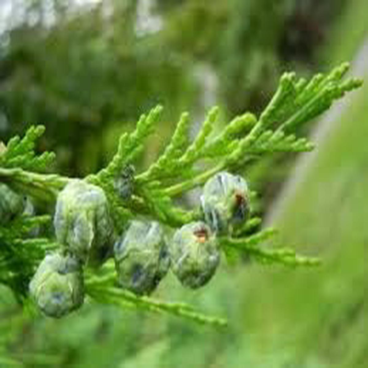 pendula Chamaecyparis Nootkatensis Tree Seeds Heirloom, Non-GMO Evergreen Seeds for Planting