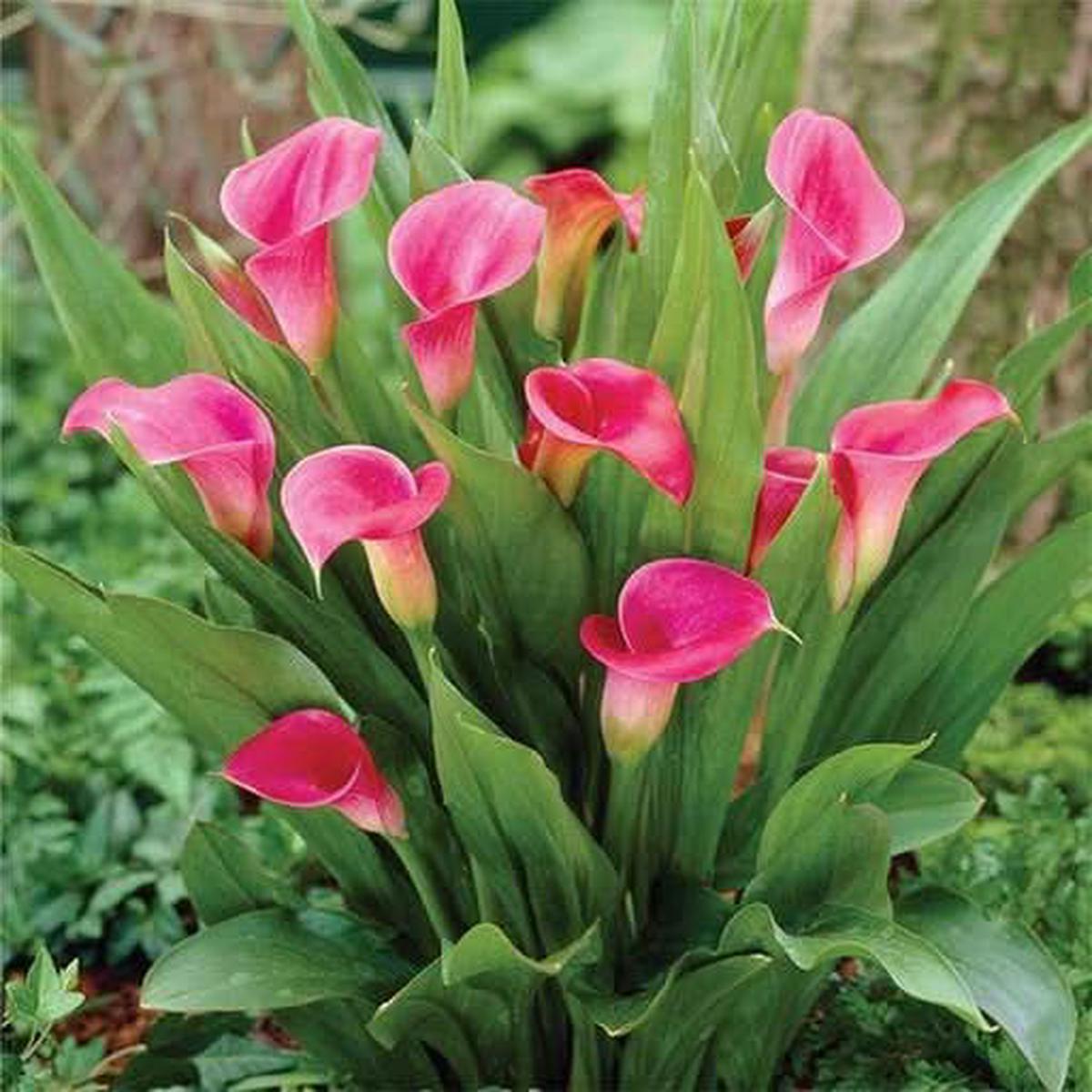 Pink Calla Lily Zantedeschia Aethiopica Flower Seeds