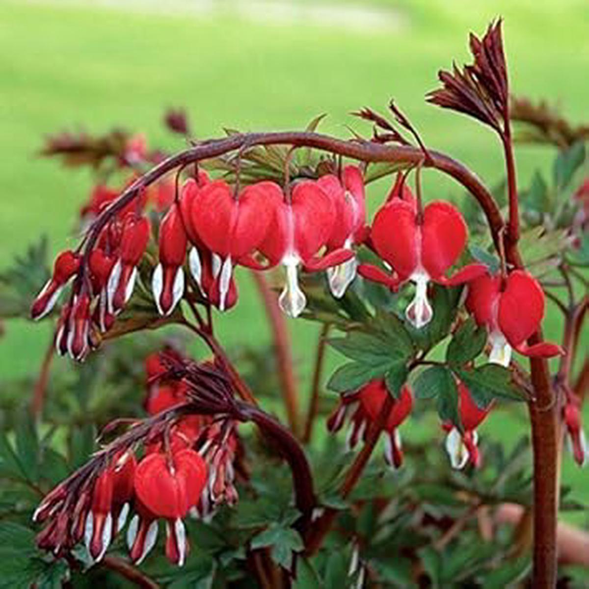 Red Bleeding Heart Plant Seeds for Planting Heirloom, Non-GMO, Organic