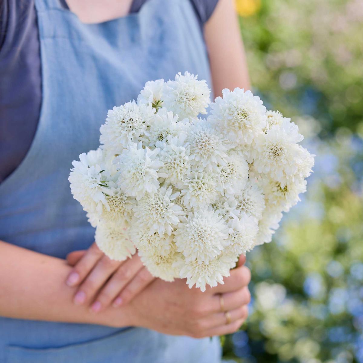 Scabiosa Seeds - Snowmaiden