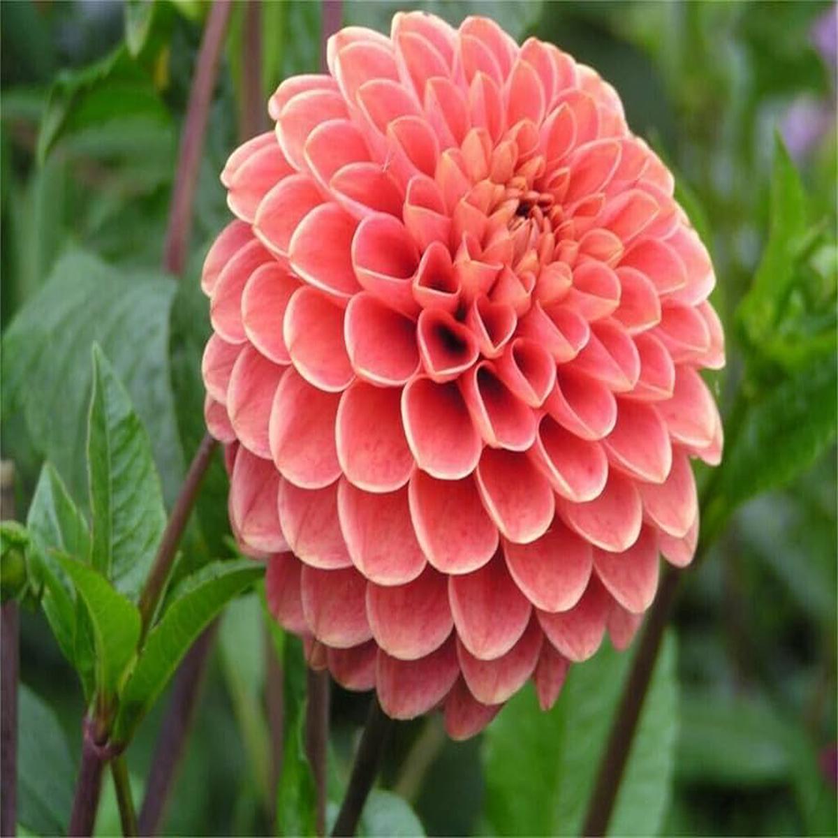 True Dahlia Flowers Seeds