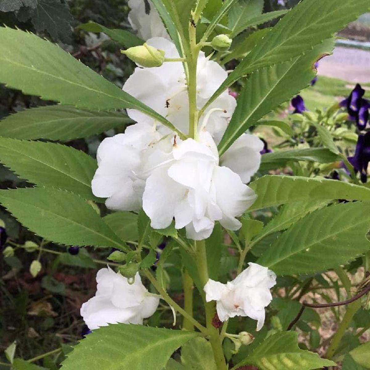 White Balsam Camellia Flower Seeds for Planting