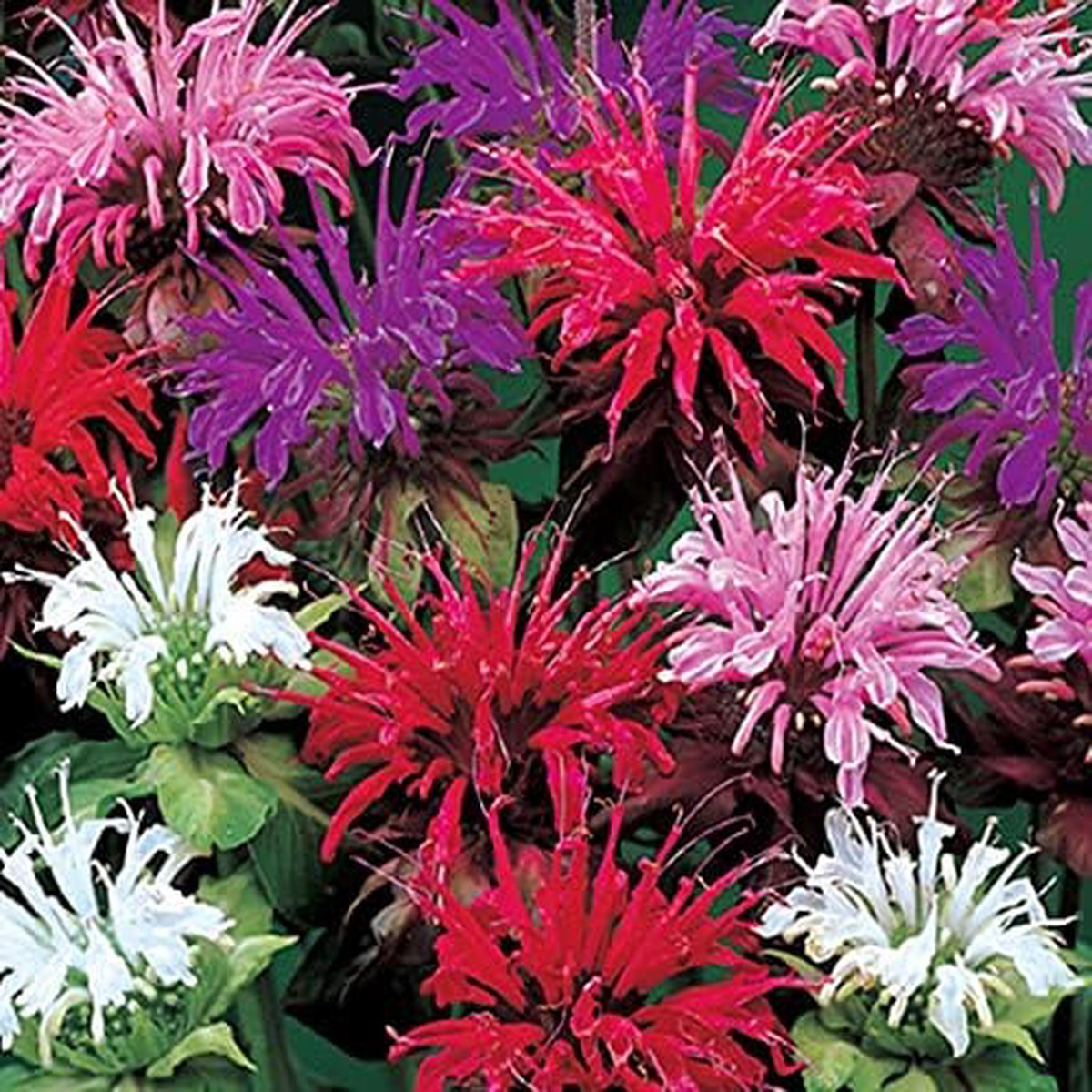 Balm Seeds for Planting home garden flower bed
