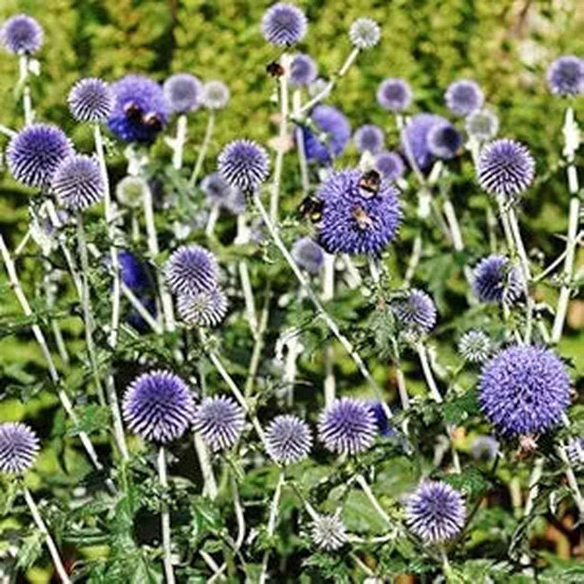 Blue Globe Thistle (Echinops Ritro) Flower Seeds, Allium Seeds for Home Garden