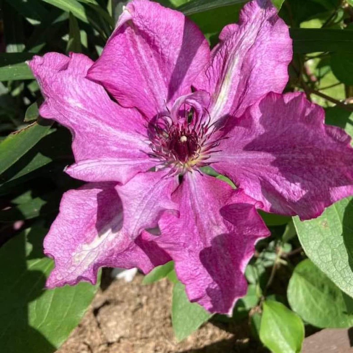 Clematis Flower Mix Beautiful Diy Garden Projects Flower Seeds Home Garden Planting,