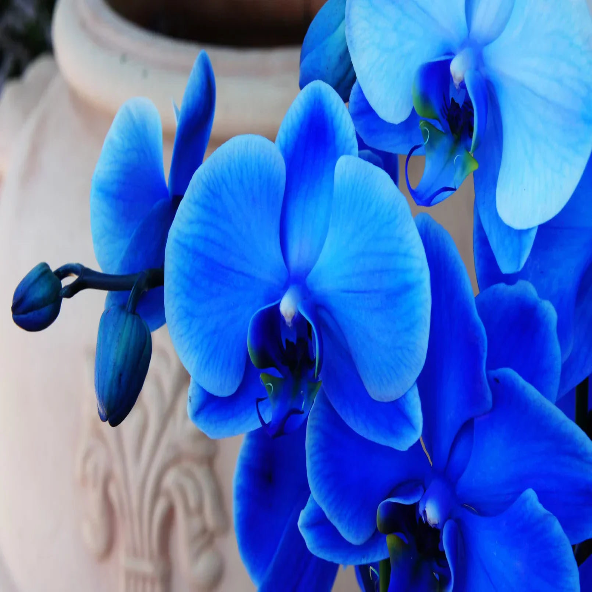 Dark Blue Orchid Seeds for Easy Planting