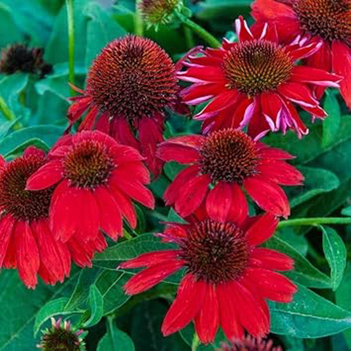Heirloom Red Echinacea Coneflower Seeds for Planting - Non-GMO Garden Seeds
