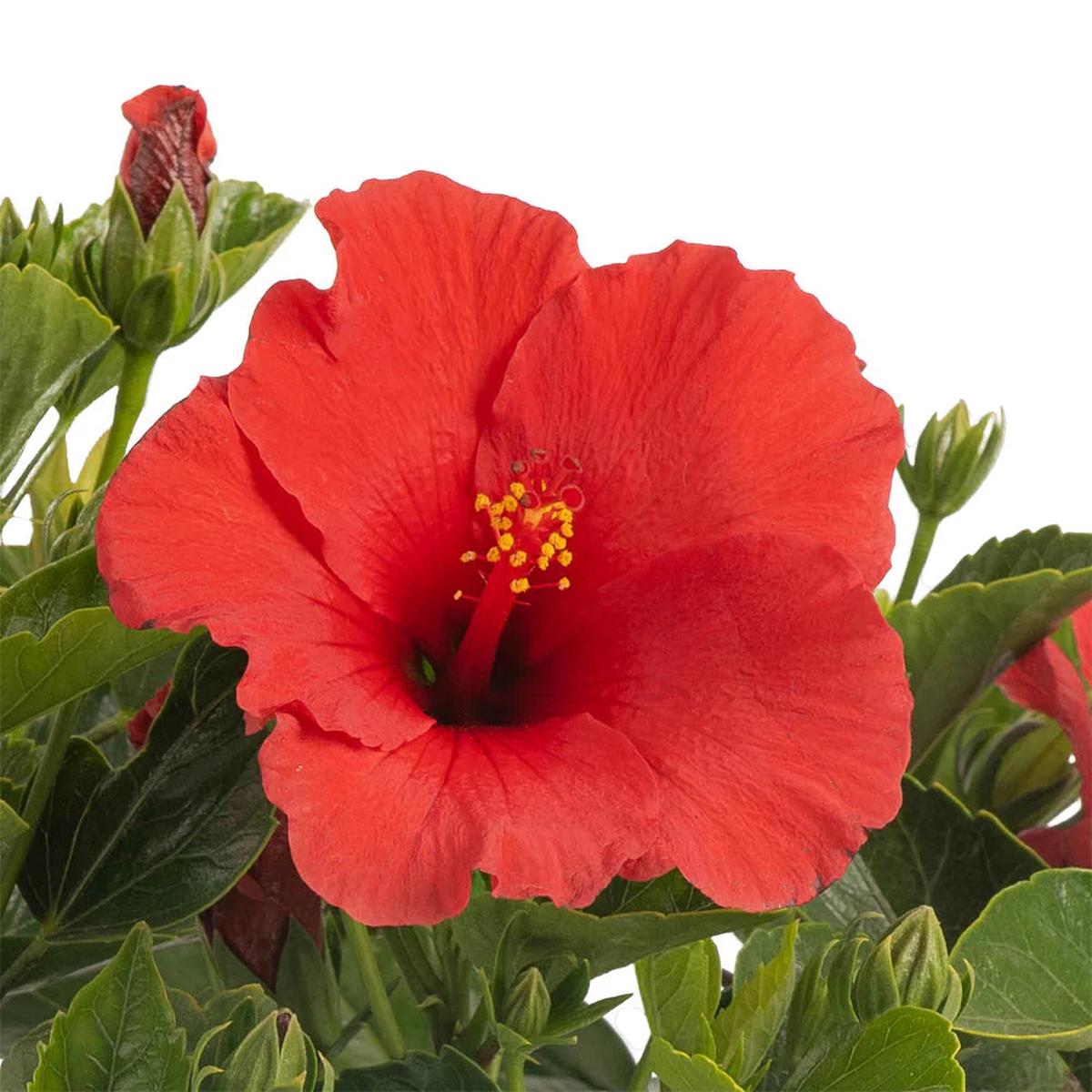 Hibiscus Flower seeds for Planting Pollinator Friendly Heirloom & GMO Free Seeds for Home Garden Sale