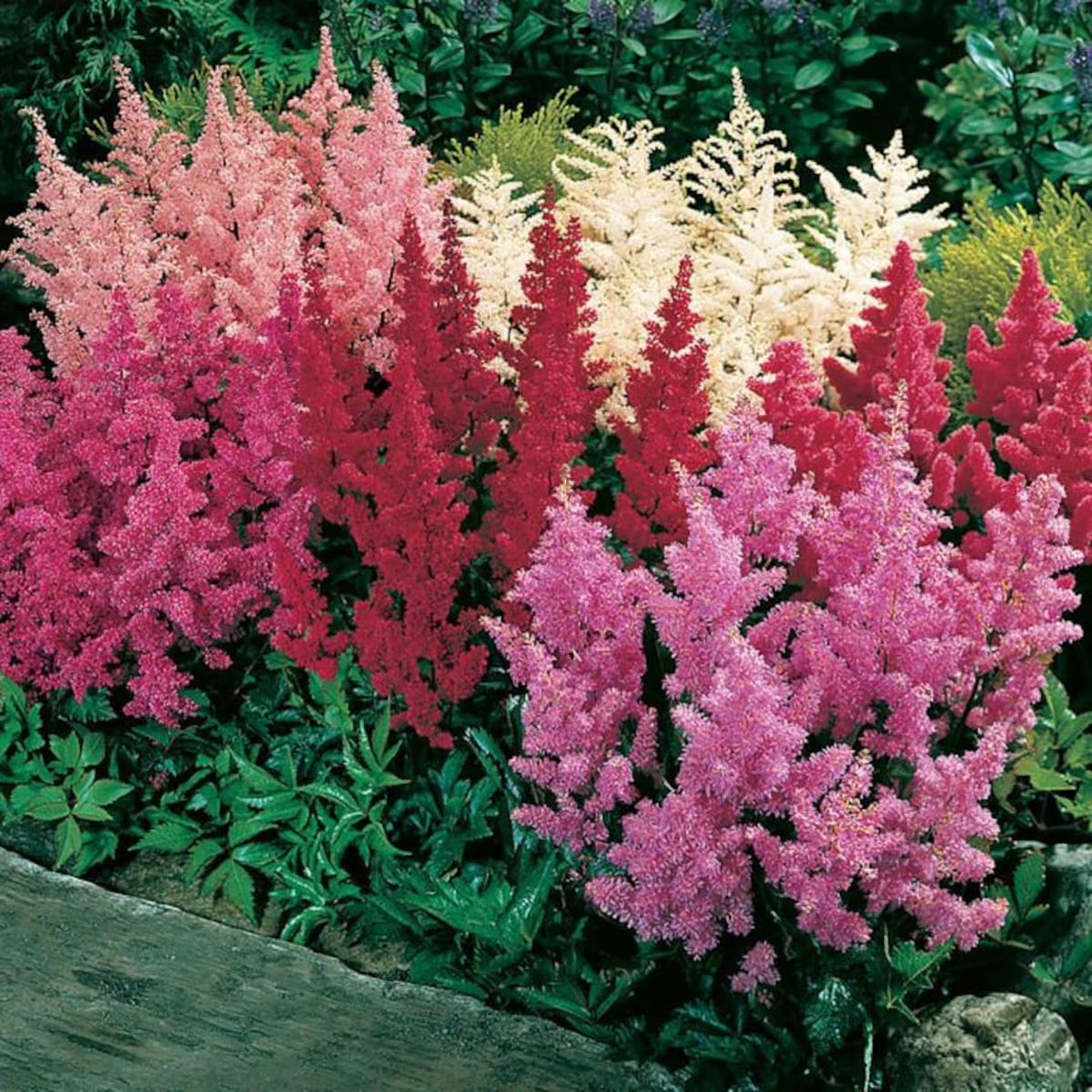 Mix Perennial Flower Seeds 100 pcs