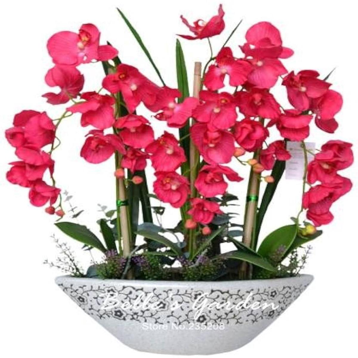 Phalaenopsis Bonsai Orchid Flower Seeds