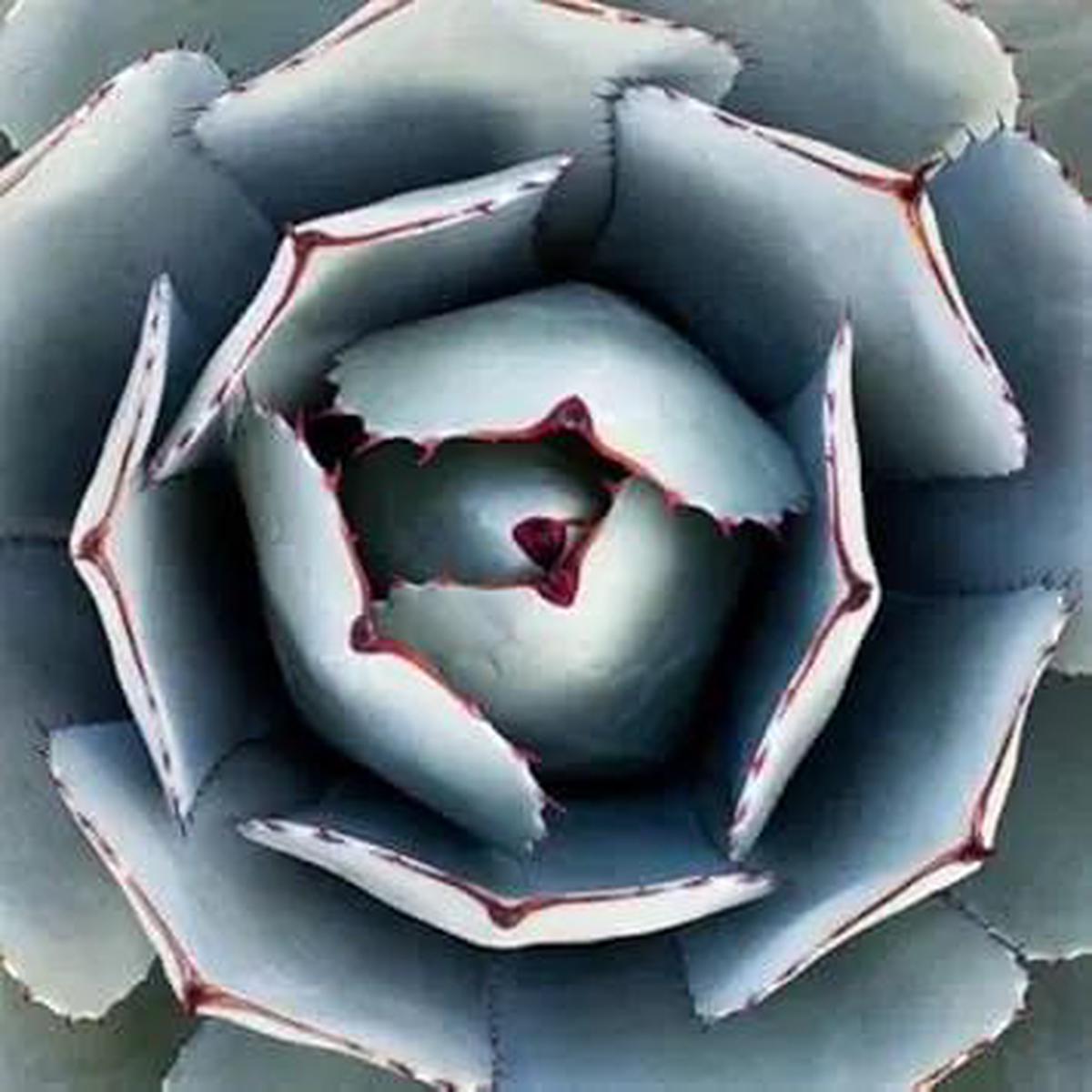 Green Agave Parryi Planting Seeds for Garden NON GMO Seeds