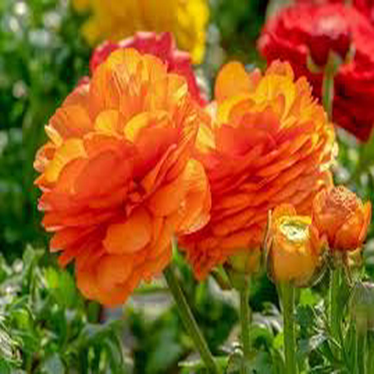 Red-Yellow Ranunculus Flower Seeds for Planting Sun Loving, Heirloom & Non-GMO
