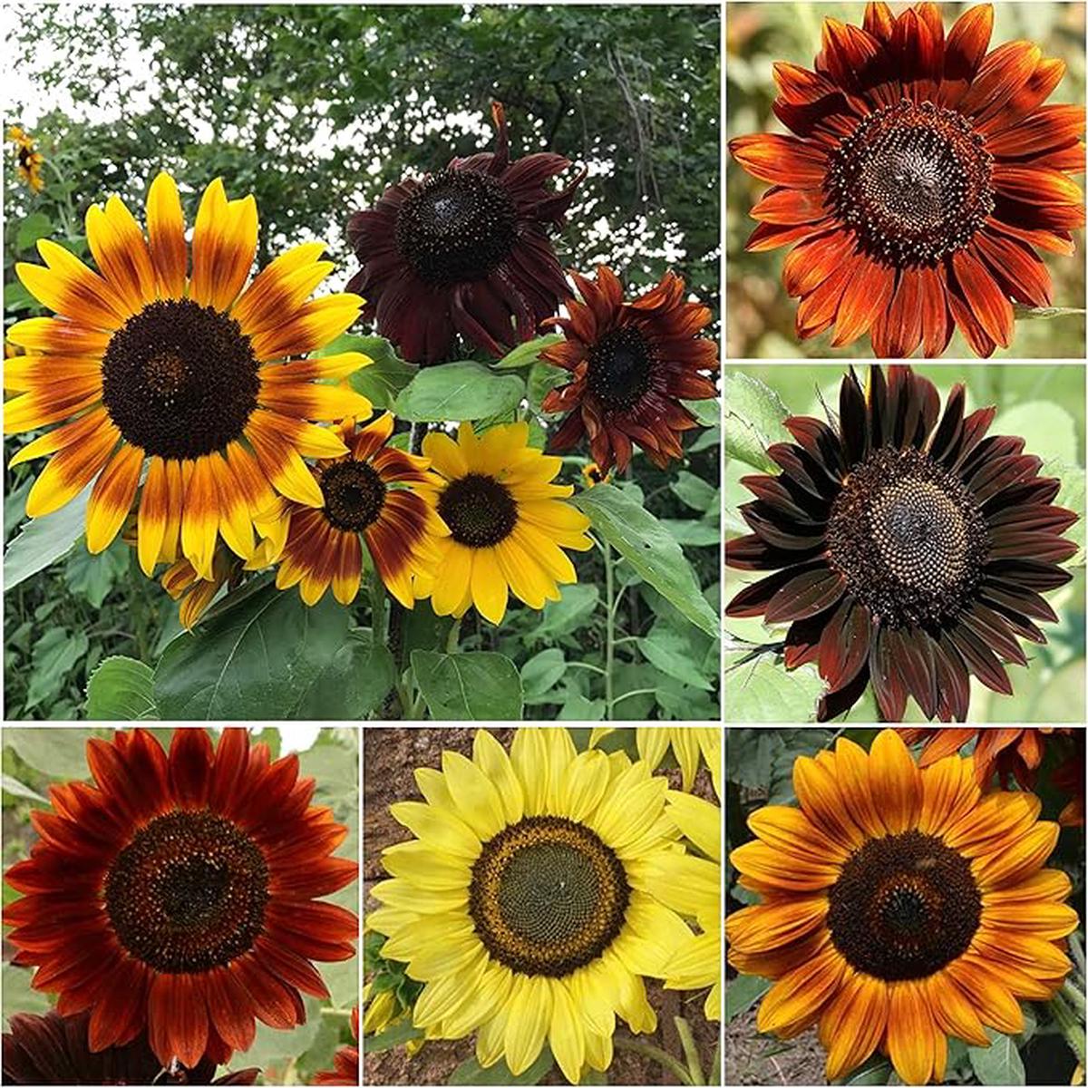 Bonsai Fortune Sunflower Seeds, Red Sun Fortune Bloom for Garden