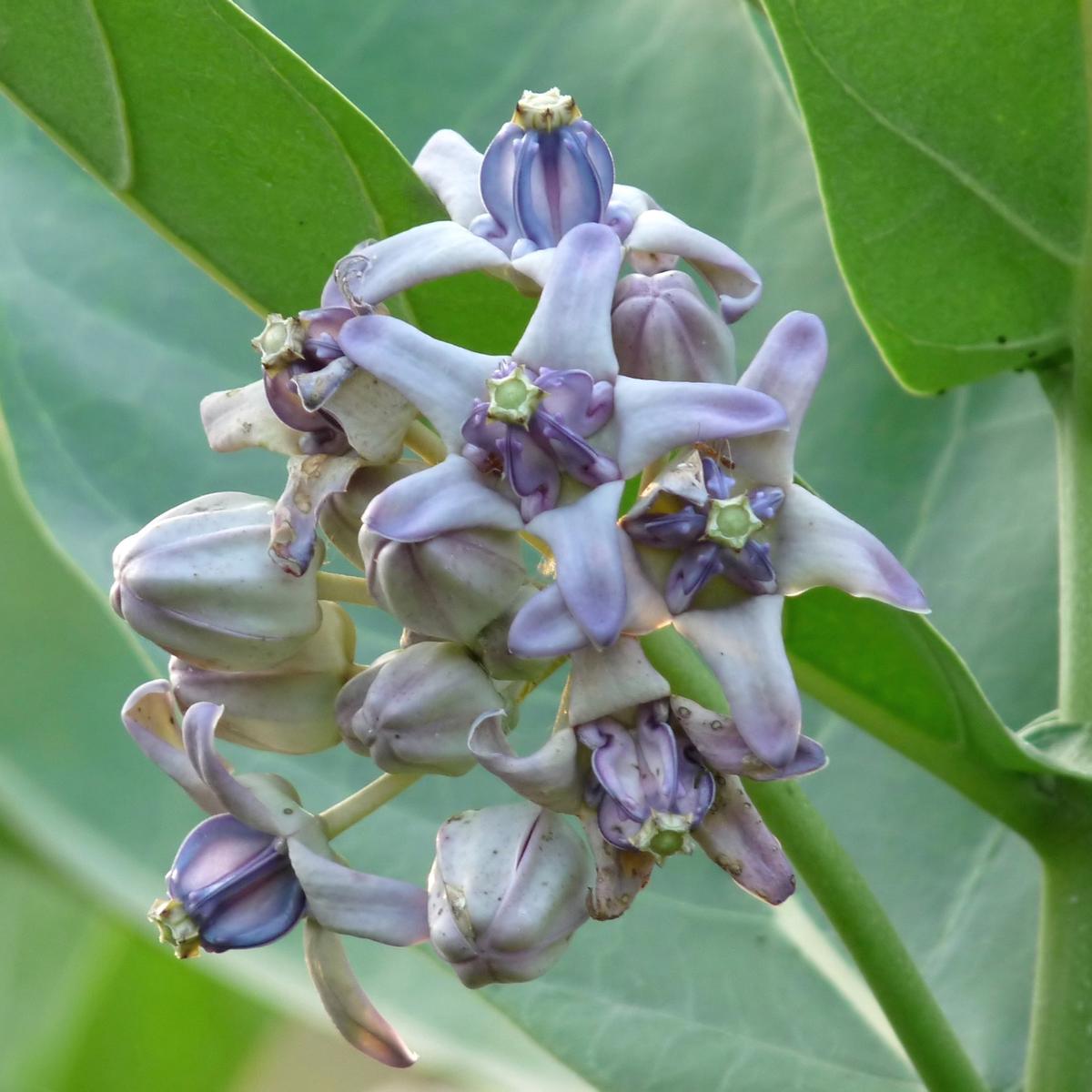 Calotropis Gigantea Flower Seeds for Planting Heirloom, Non-GMO, Drought-Tolerant